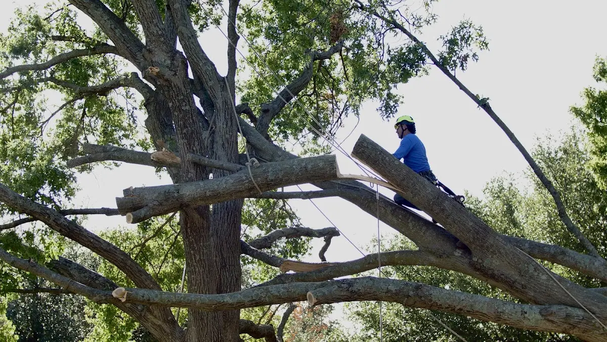 Professional Crown Thinning performed by certified arborists in Mooreland